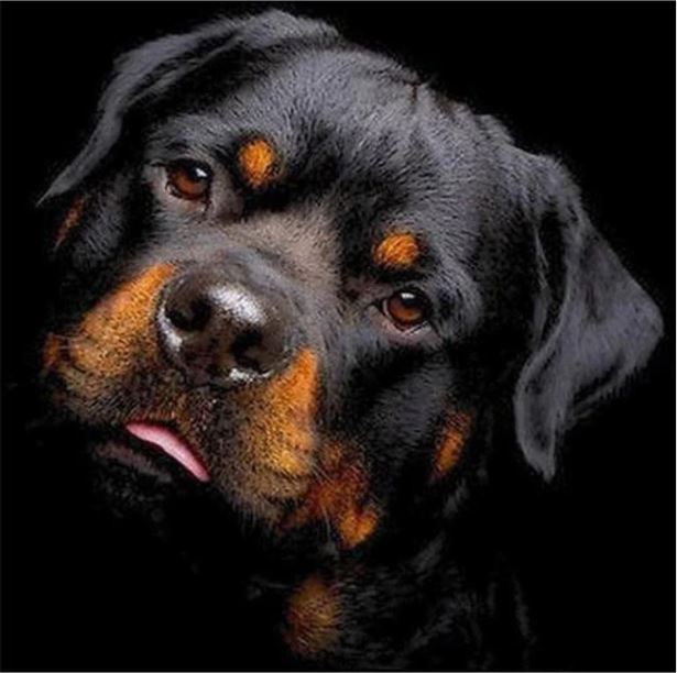 rotweiler