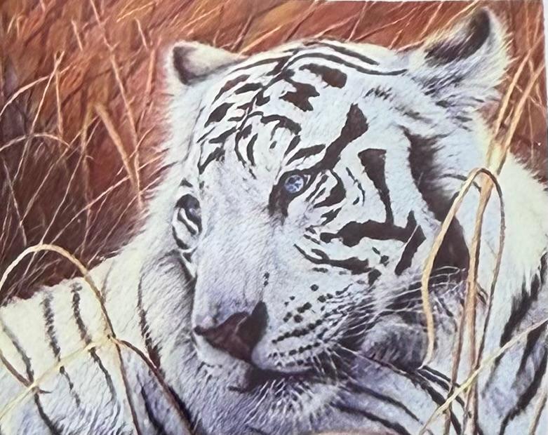 tigre blanc03